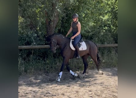 Cheval de sport irlandais, Hongre, 4 Ans, 156 cm, Noir
