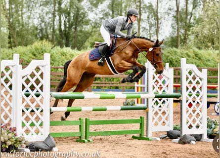 Cheval de sport irlandais, Hongre, 4 Ans, 158 cm, Bai cerise