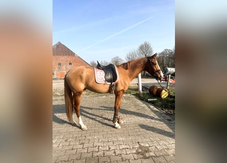 Cheval de sport irlandais, Hongre, 4 Ans, 160 cm, Alezan