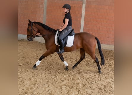 Cheval de sport irlandais, Hongre, 4 Ans, 162 cm, Bai