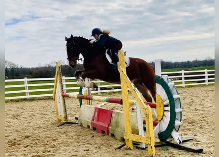 Cheval de sport irlandais, Hongre, 4 Ans, 162 cm, Bai