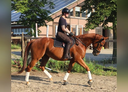 Cheval de sport irlandais Croisé, Hongre, 4 Ans, 164 cm