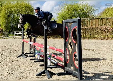 Cheval de sport irlandais, Hongre, 4 Ans, 165 cm, Gris