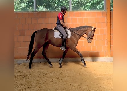 Cheval de sport irlandais, Hongre, 4 Ans, 167 cm, Bai