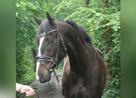 Cheval de sport irlandais, Hongre, 4 Ans, 168 cm, Bai brun foncé