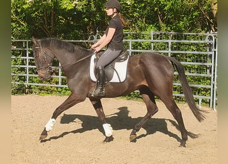 Cheval de sport irlandais, Hongre, 4 Ans, 168 cm, Bai brun foncé