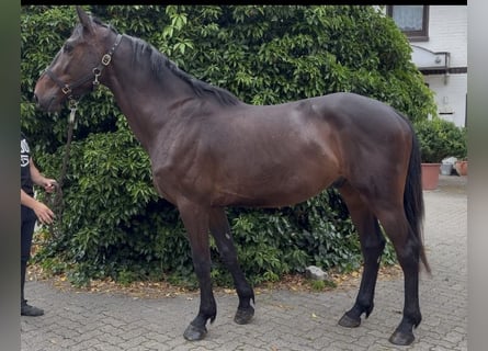 Cheval de sport irlandais, Hongre, 4 Ans, 170 cm, Noir