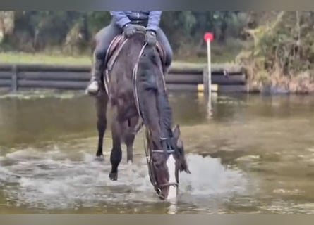 Cheval de sport irlandais, Hongre, 4 Ans, 172 cm, Bai brun