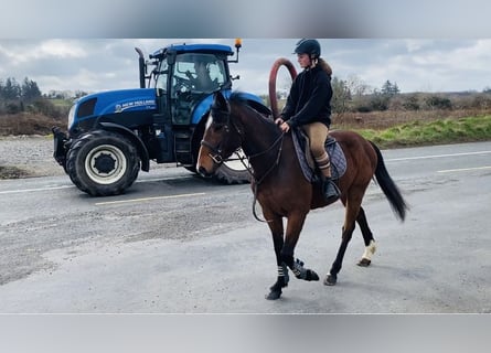 Cheval de sport irlandais, Hongre, 5 Ans, 155 cm, Bai cerise