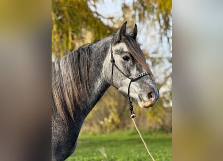 Cheval de sport irlandais Croisé, Hongre, 5 Ans, 160 cm, Peut devenir gris