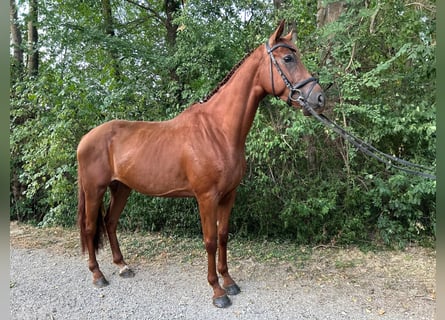 Cheval de sport irlandais, Hongre, 5 Ans, 165 cm, Alezan