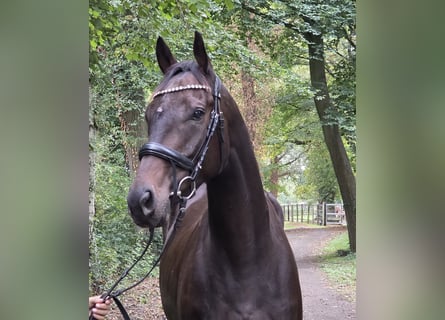 Cheval de sport irlandais, Hongre, 5 Ans, 165 cm, Bai brun foncé