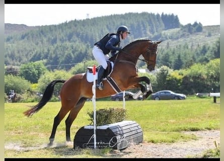 Cheval de sport irlandais, Hongre, 5 Ans, 165 cm, Bai cerise