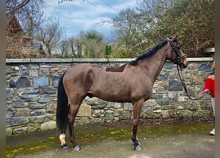 Cheval de sport irlandais, Hongre, 5 Ans, 165 cm, Bai cerise