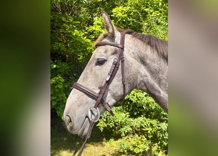 Cheval de sport irlandais, Hongre, 5 Ans, 166 cm, Gris