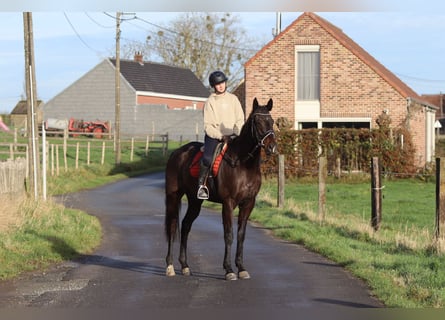 Cheval de sport irlandais, Hongre, 5 Ans, 166 cm, Noir