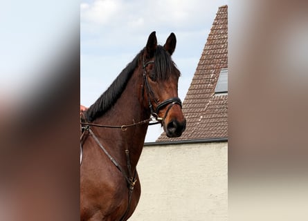 Cheval de sport irlandais, Hongre, 5 Ans, 175 cm, Bai