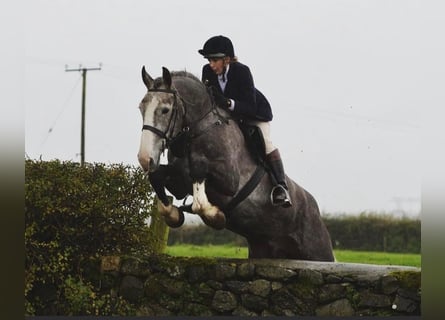 Cheval de sport irlandais, Hongre, 5 Ans, 175 cm, Gris