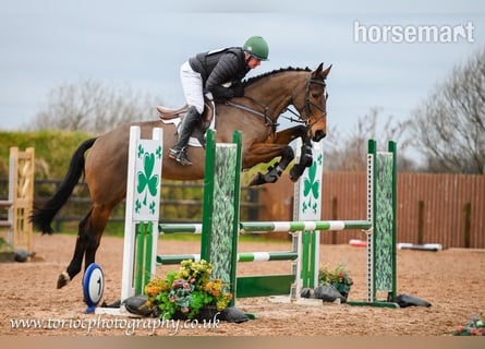 Cheval de sport irlandais, Hongre, 5 Ans, Bai cerise