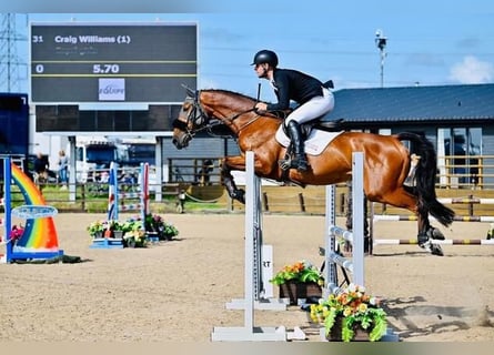 Cheval de sport irlandais, Hongre, 5 Ans, Bai cerise