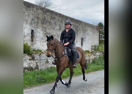 Cheval de sport irlandais, Hongre, 6 Ans, 148 cm, Bai