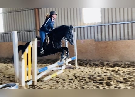 Cheval de sport irlandais, Hongre, 6 Ans, 158 cm, Rouan bleu