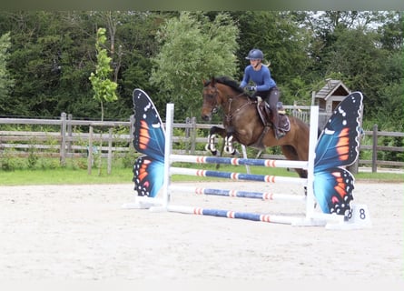 Cheval de sport irlandais, Hongre, 6 Ans, 160 cm, Bai