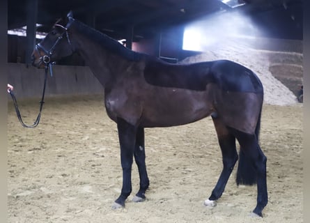 Cheval de sport irlandais Croisé, Hongre, 6 Ans, 165 cm, Bai brun