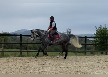 Cheval de sport irlandais, Hongre, 6 Ans, 168 cm, Gris pommelé