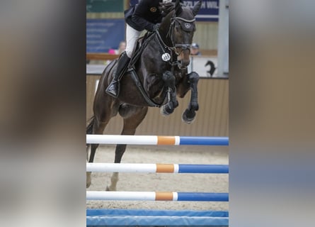 Cheval de sport irlandais, Hongre, 6 Ans, 169 cm, Bai brun