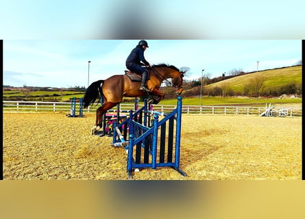 Cheval de sport irlandais, Hongre, 6 Ans, 172 cm, Bai cerise