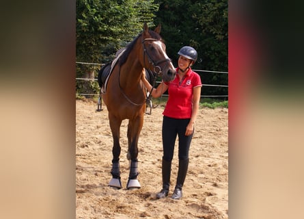 Cheval de sport irlandais, Hongre, 7 Ans, 153 cm, Bai