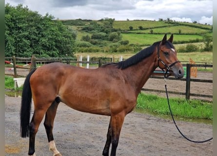 Cheval de sport irlandais, Hongre, 7 Ans, 167 cm, Bai cerise
