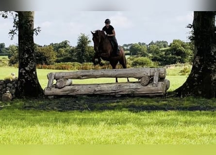 Cheval de sport irlandais, Hongre, 7 Ans, 168 cm, Alezan