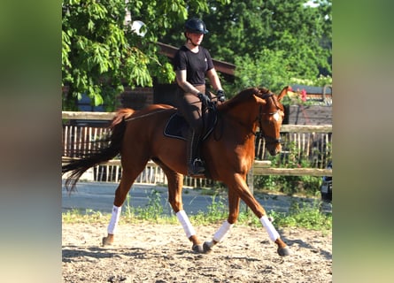 Cheval de sport irlandais Croisé, Hongre, 7 Ans, 169 cm, Alezan
