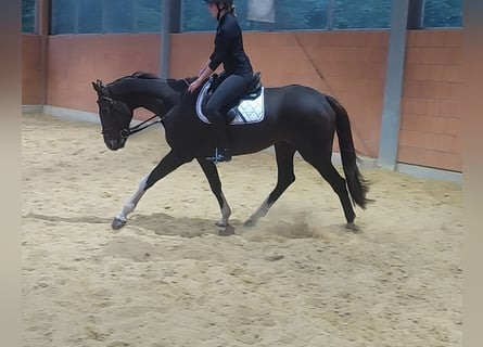 Cheval de sport irlandais, Hongre, 7 Ans, 173 cm, Bai brun