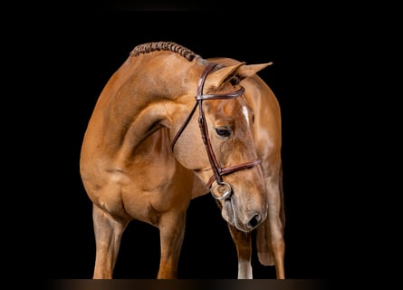 Cheval de sport irlandais, Hongre, 7 Ans, Alezan brûlé