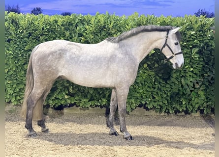 Cheval de sport irlandais, Hongre, 8 Ans, 146 cm