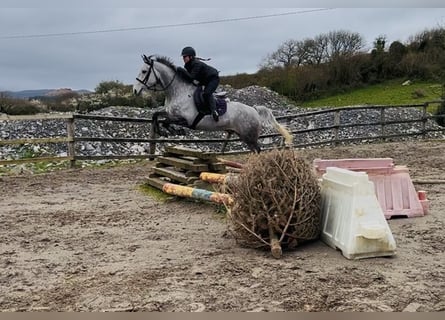 Cheval de sport irlandais, Hongre, 8 Ans, 158 cm, Gris