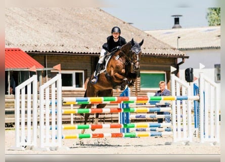 Cheval de sport irlandais, Hongre, 8 Ans, 168 cm, Alezan brûlé