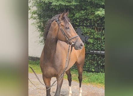 Cheval de sport irlandais, Hongre, 8 Ans, 168 cm, Bai