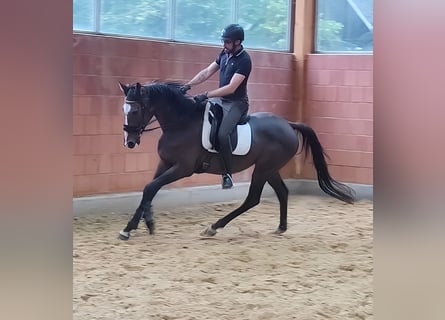 Cheval de sport irlandais, Hongre, 9 Ans, 165 cm, Bai brun foncé