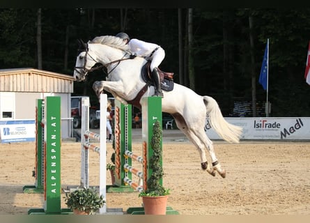 Cheval de sport irlandais, Hongre, 9 Ans, 166 cm, Gris