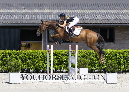 Cheval de sport irlandais, Hongre, 9 Ans, 168 cm, Bai