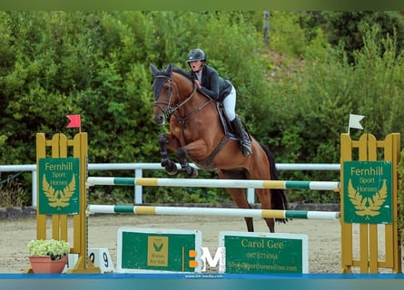 Cheval de sport irlandais, Hongre, 9 Ans, 170 cm, Bai cerise