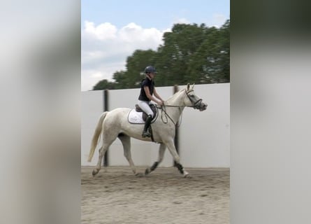 Cheval de sport irlandais, Hongre, 9 Ans, 170 cm, Gris