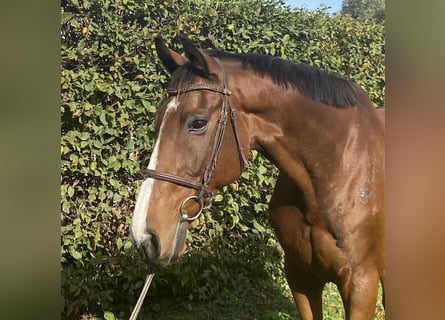 Cheval de sport irlandais, Hongre, 9 Ans, 172 cm, Bai