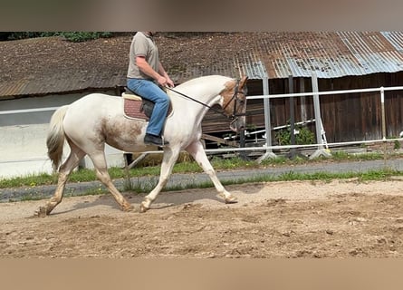 Cheval de sport irlandais, Jument, 10 Ans, 165 cm, Pinto