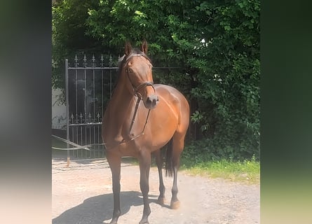 Cheval de sport irlandais, Jument, 11 Ans, 165 cm, Bai