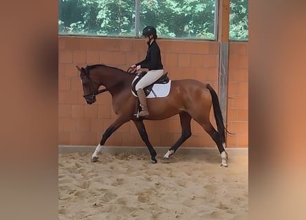 Cheval de sport irlandais, Jument, 11 Ans, 168 cm, Bai